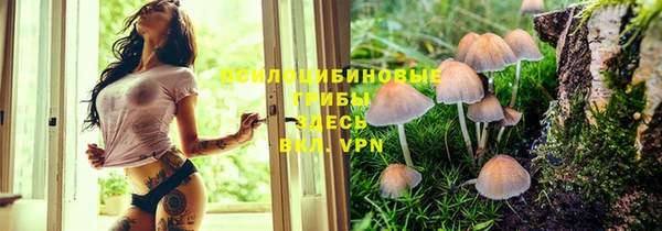 ГАЛЛЮЦИНОГЕННЫЕ ГРИБЫ Богданович